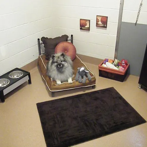  Dog in boarding room laying on bed